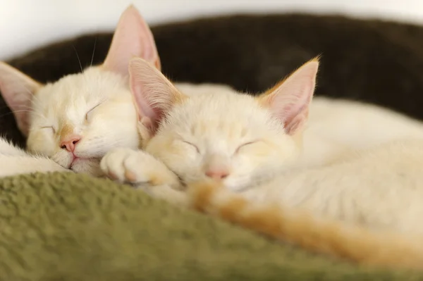 Kittens Sleeping Together — Stock Photo, Image