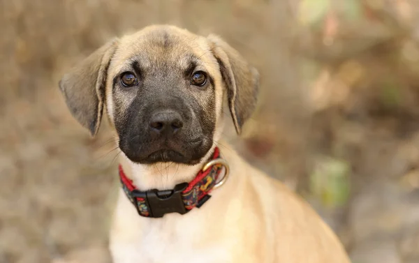 Cão curioso Olhando — Fotografia de Stock