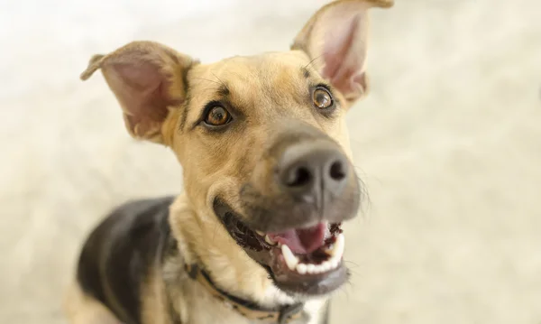 幸せな犬が分離されました。 — ストック写真