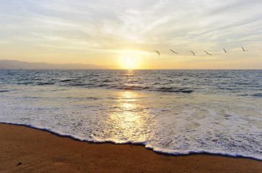 Kuşlar uçmak Okyanusu günbatımı