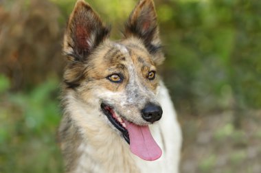 Köpek açık havada kömür ocağı