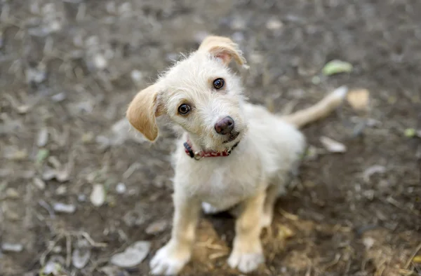 Cute Puppy Dog — Stock Photo, Image