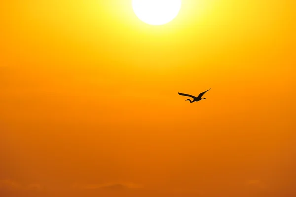 Bird Silhouette Flying — Stock Photo, Image