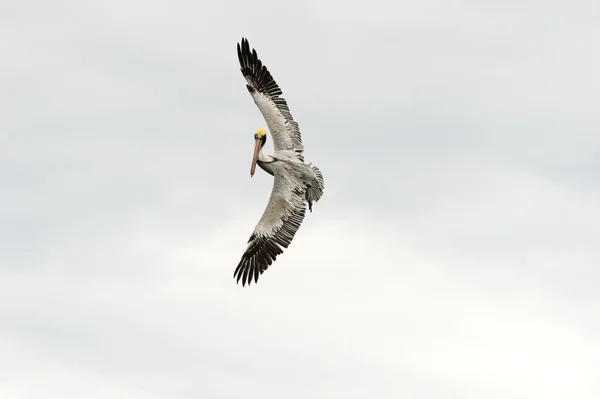 Pelican Spreading Wings — Stock Photo, Image
