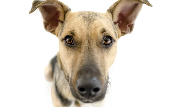 Curioso perro aislado en blanco —  Fotos de Stock