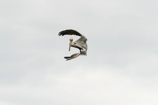 Aves selvagens voando — Fotografia de Stock
