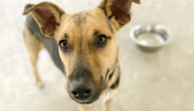 Aç köpek yemliği