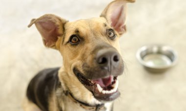 Mutlu köpek yemliği