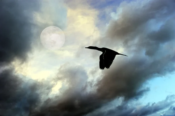 Silhueta de pássaro Lua — Fotografia de Stock
