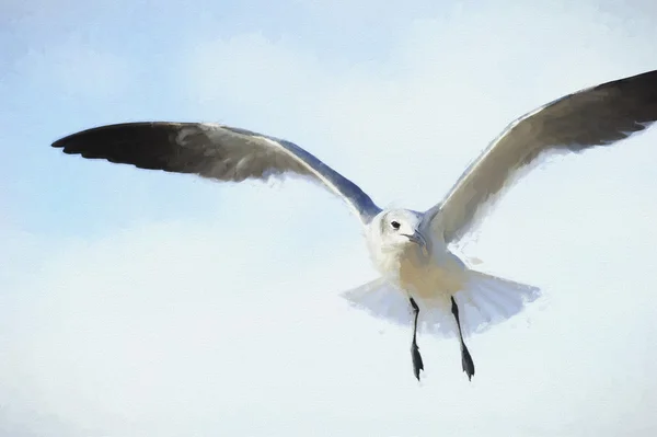 Seagull Bird Closeup