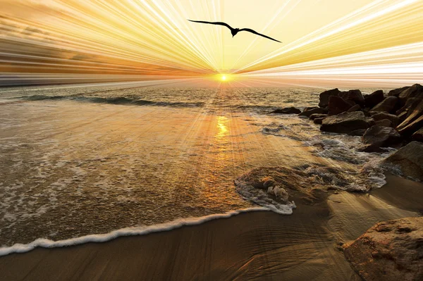 Pôr-do-sol pássaro voando — Fotografia de Stock