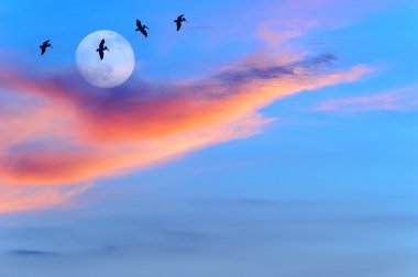 Ay Kuş Silhouettes