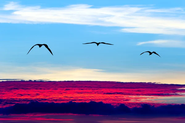 Birds Flying Silhouettes