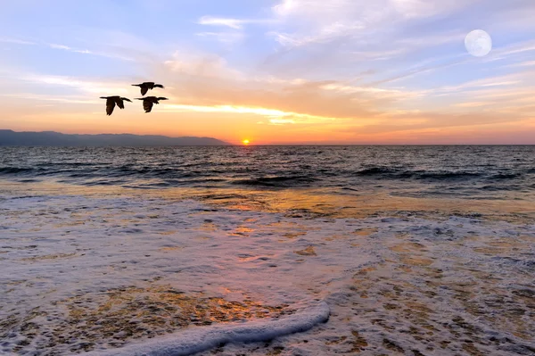 Zachód Słońca Ocean ptaków — Zdjęcie stockowe