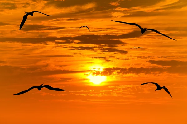 Coucher de soleil Oiseaux volant — Photo