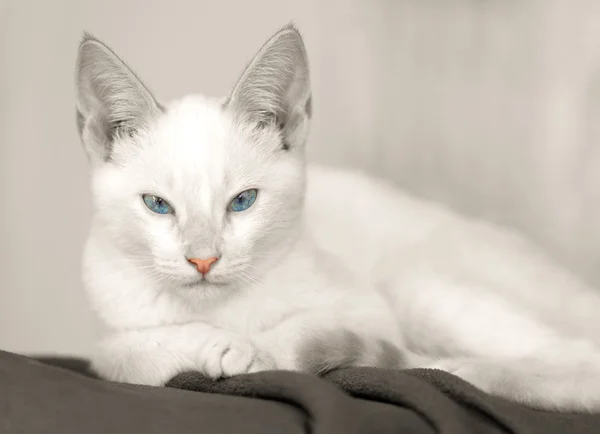 Gatinho gato branco — Fotografia de Stock