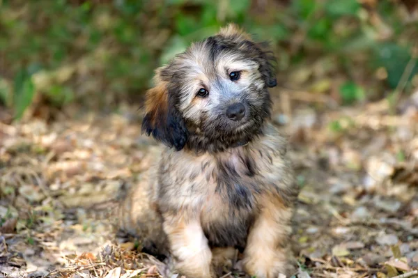 Puppy Dog Cute — Stock Photo, Image