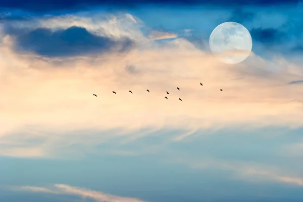 Nuvens de pássaros lunares — Fotografia de Stock