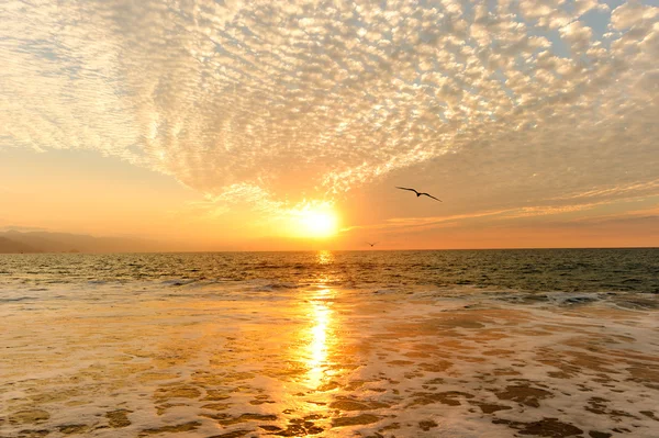 夕日の海の鳥 — ストック写真