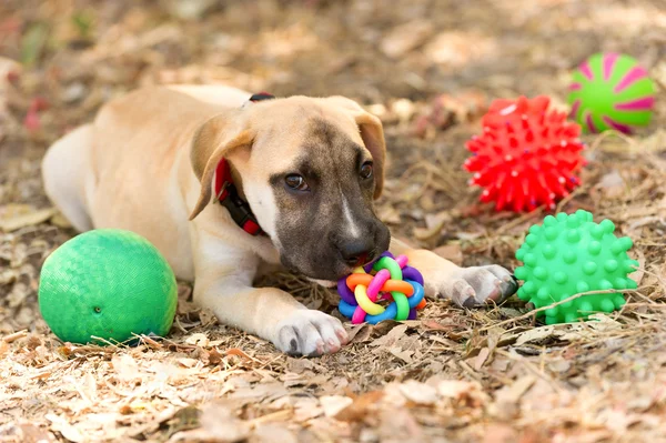 Brinquedos para cães brincando — Fotografia de Stock