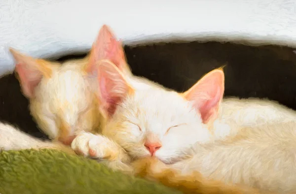 Two Kittens Curled Sleeping Together Middle Day — Stock Photo, Image