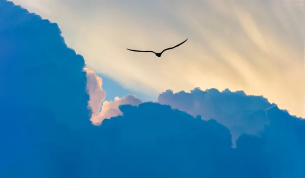 A Bird Silhouette is Soaring Above the Clouds Moving toward the Sun Rays