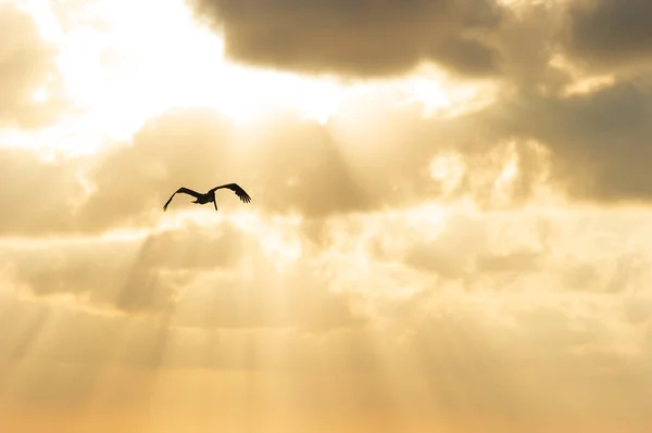 Bird Silhouette Flying Golden Colored Sky Sun Ways Beaming — Stock fotografie