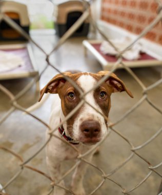 Bir Hayvan Barınağında Kurtarma Köpeğinin Dikey Görüntüsü Bir Çitin Arkasından Üzücü Bakıyor