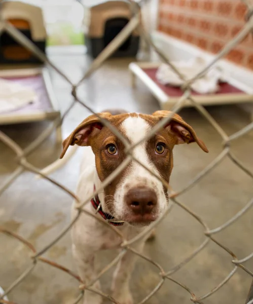 Bir Hayvan Barınağında Kurtarma Köpeğinin Dikey Görüntüsü Bir Çitin Arkasından Üzücü Bakıyor