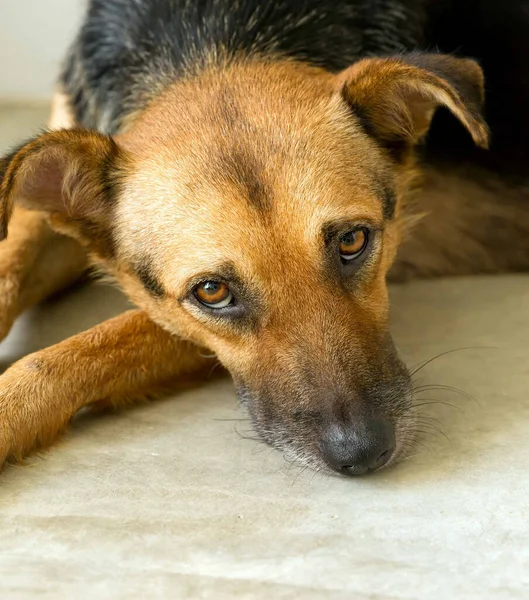 悲しい探しているシェルター犬の垂直画像 — ストック写真