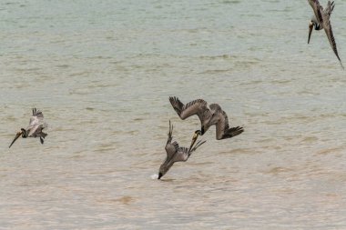 Bir grup Pelikan okyanus suyuna dalıyor ve avlanıyor.