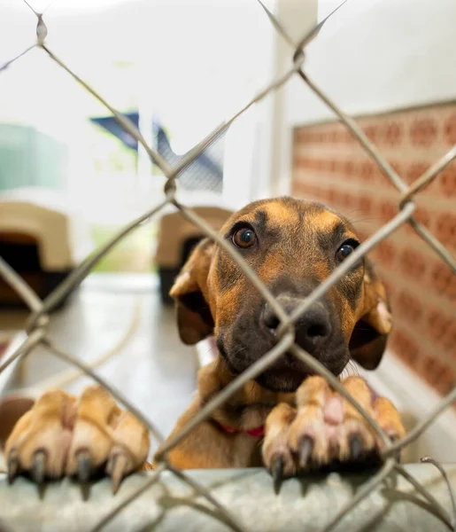 Спасательная Собака Приюте Животных Смотрит Грустно Через Забор Вертикальном Изображении — стоковое фото