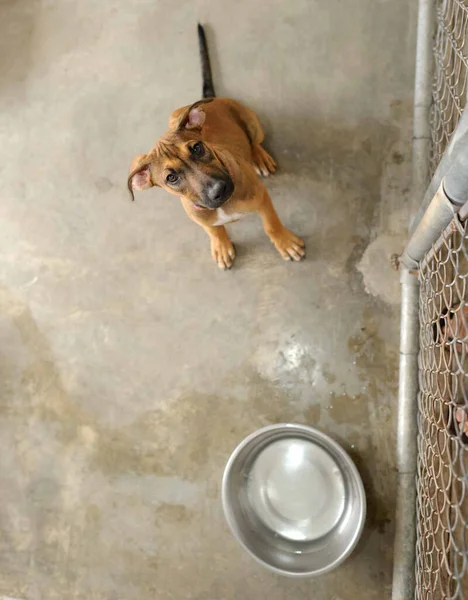 Evlat Edinme Barınağındaki Bir Barınak Köpeği Üzücü Bir Dikey Resim — Stok fotoğraf
