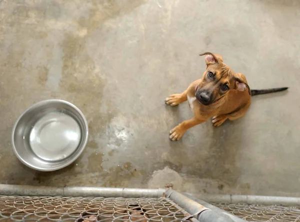 Shelter Dog Adoption Shelter Looking Sad Looking Vertical Image Format — Stock Photo, Image