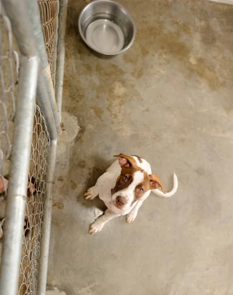 Ein Tierheim Hund Schaut Traurig Vertikalen Bildformat Nach Oben — Stockfoto