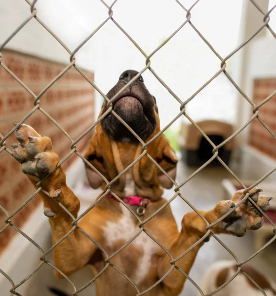 Evlat Edinme Barınağında Bir Barınak Köpeği Dikey Resim Biçiminde Bir — Stok fotoğraf