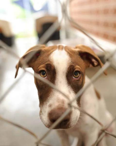 Perro Refugio Refugio Adopción Triste Través Una Valla Formato Imagen — Foto de Stock