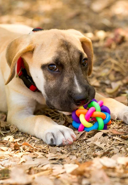 Dog Toy Está Sendo Jogado Com Por Filhote Cachorro Adorável — Fotografia de Stock