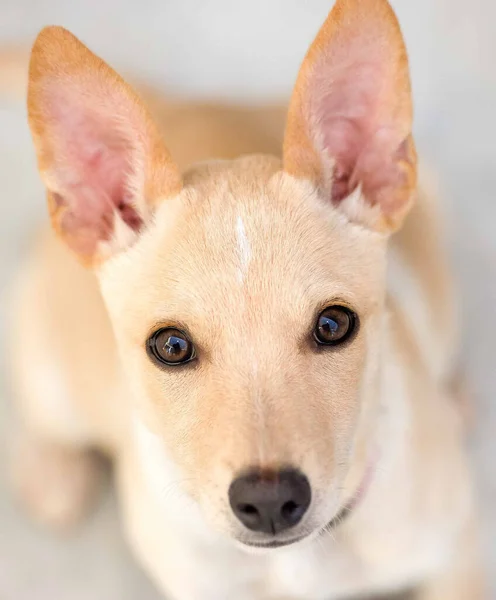 Cachorrinho Adorável Com Grandes Olhos Orelhas Grandes Está Olhando Para — Fotografia de Stock