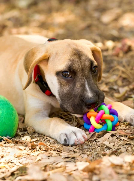 Dog Toy Está Sendo Jogado Com Por Filhote Cachorro Adorável — Fotografia de Stock