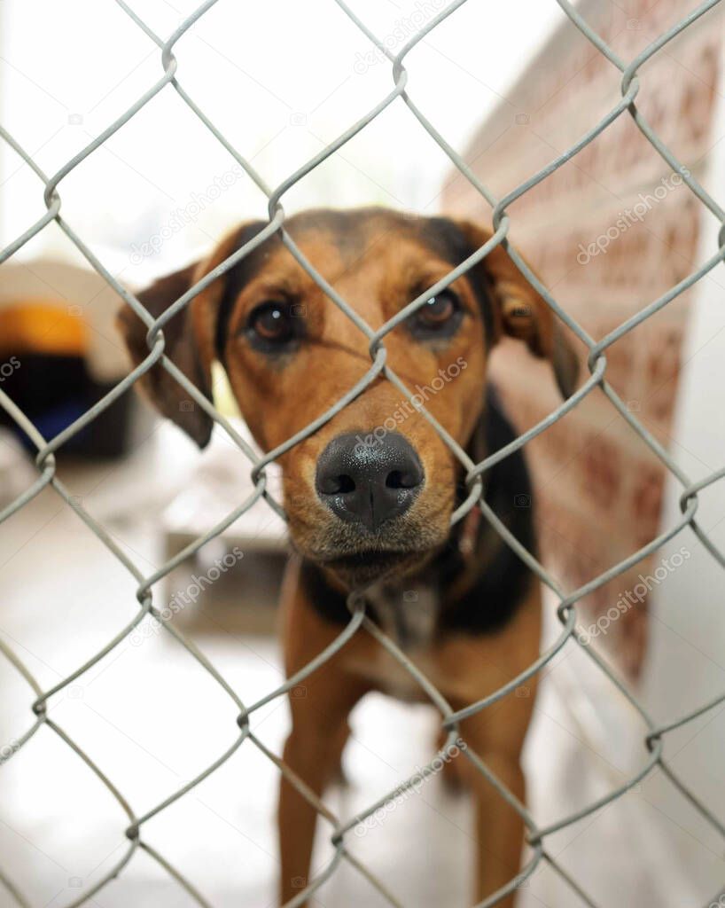A Shelter Dog at an Adoption Shelter is Looking Sad Through a Fence in a Vertical Image Format