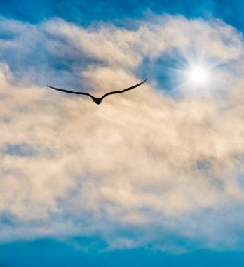 Bir Kuş Silueti Bulutla Dolu Gökyüzünde Parlak bir yıldıza doğru uçuyor