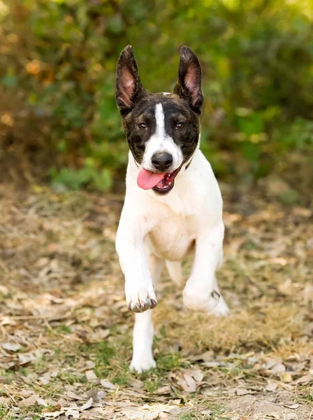 Cão Olhando Engraçado Está Correndo Com Sua Língua Pendurada Fora — Fotografia de Stock