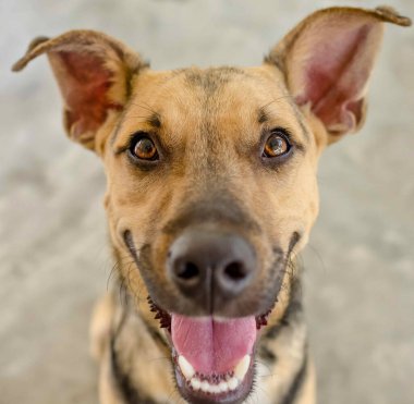 Ağzı açık komik bir Alman çoban köpeği heyecanlı ve mutlu görünüyor.