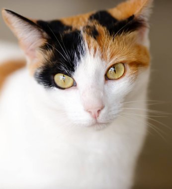 Bir Calico Kaplumbağa Kabuk Kedisi Kameraya bakıyor