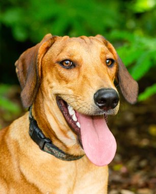 Dilini çıkarmış ve yüzünde mutlu bir ifade olan bir köpeğin yakın plan dikey görüntüsü.