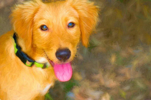 Ein Süßer Hund Ist Draußen Der Natur — Stockfoto