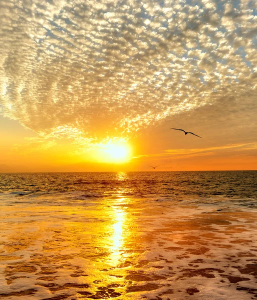 Dos Pájaros Vuelan Hacia Puesta Del Sol Del Océano Formato — Foto de Stock