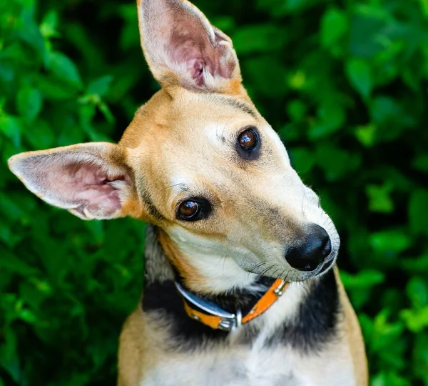 Ein Neugierig Blickender Hund Neigt Seinen Kopf Vertikalen Bildformat — Stockfoto