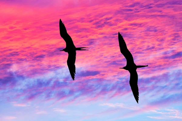 Two Birds Flying Together Wings Spread Silhouetted Vivid Colorful Sunset — Stock Photo, Image